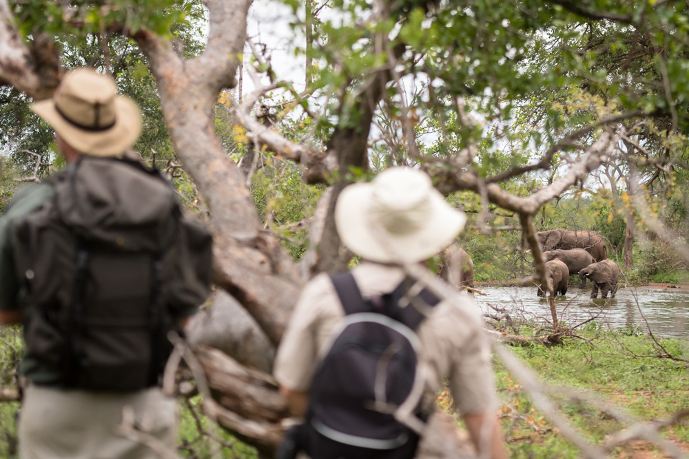 Watching Balule elephants from a safe distance © Em Gatland