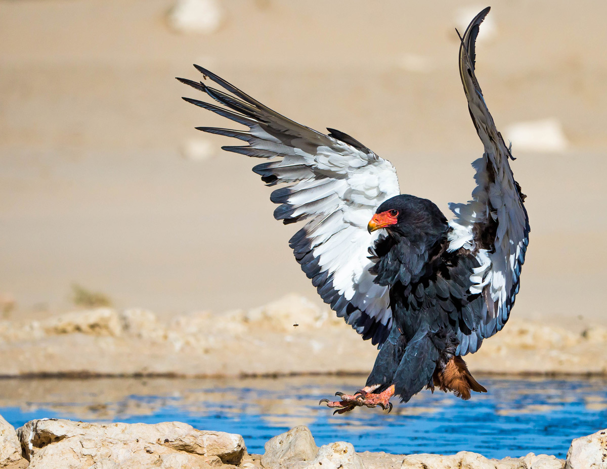 A bateleur comes in to land by a waterhole in Kgalagadi Transfrontier Park, South Africa © Willem Landman