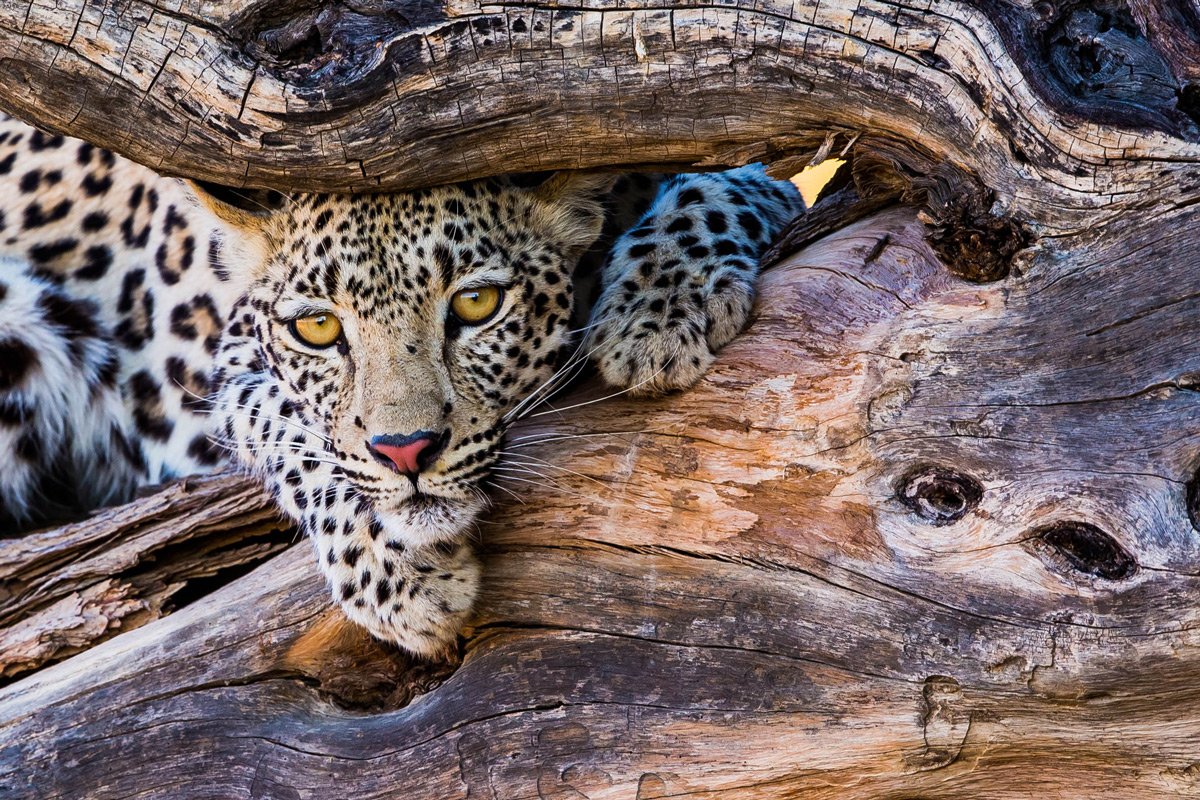 A young female leopard resting in a dead tree in Kgalagadi Transfrontier Park, South Africa © Willem Landman 
