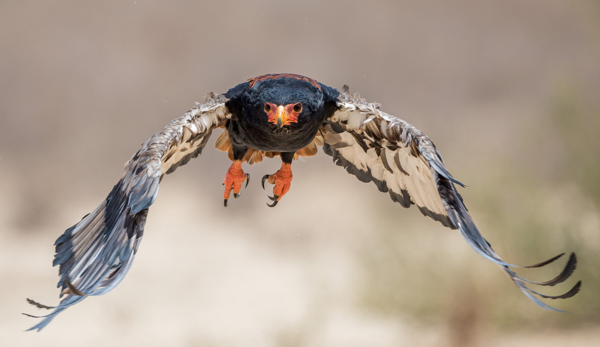 A bateleur in full flight in Kgalagadi Transfrontier Park, South Africa © Willie van Schalkwyk