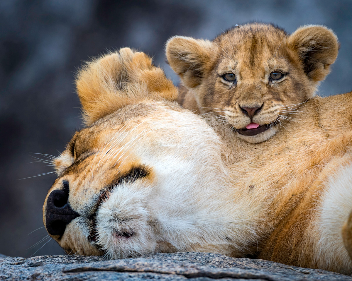 "Best pillow in the world" – a lion cub rests with his mother in Serengeti National Park, Tanzania © Yaron Schmid