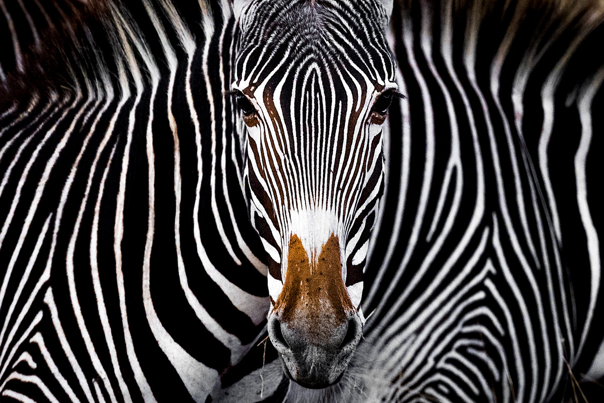 'The Grevy’s zebra illusion' – Lewa Wildlife Conservancy, Kenya © Yaron Schmid