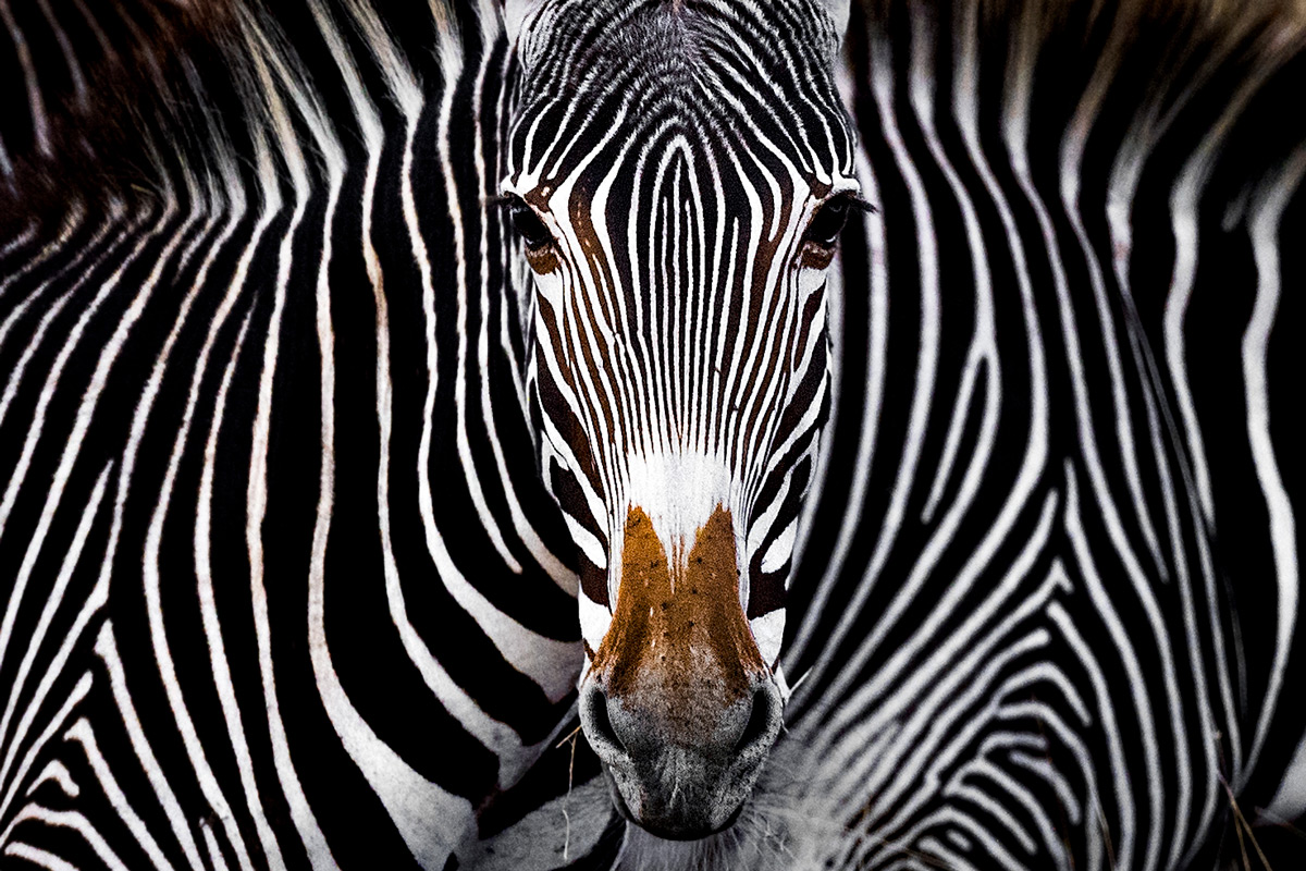 Grevy's zebra illusion © Yaron Schmid