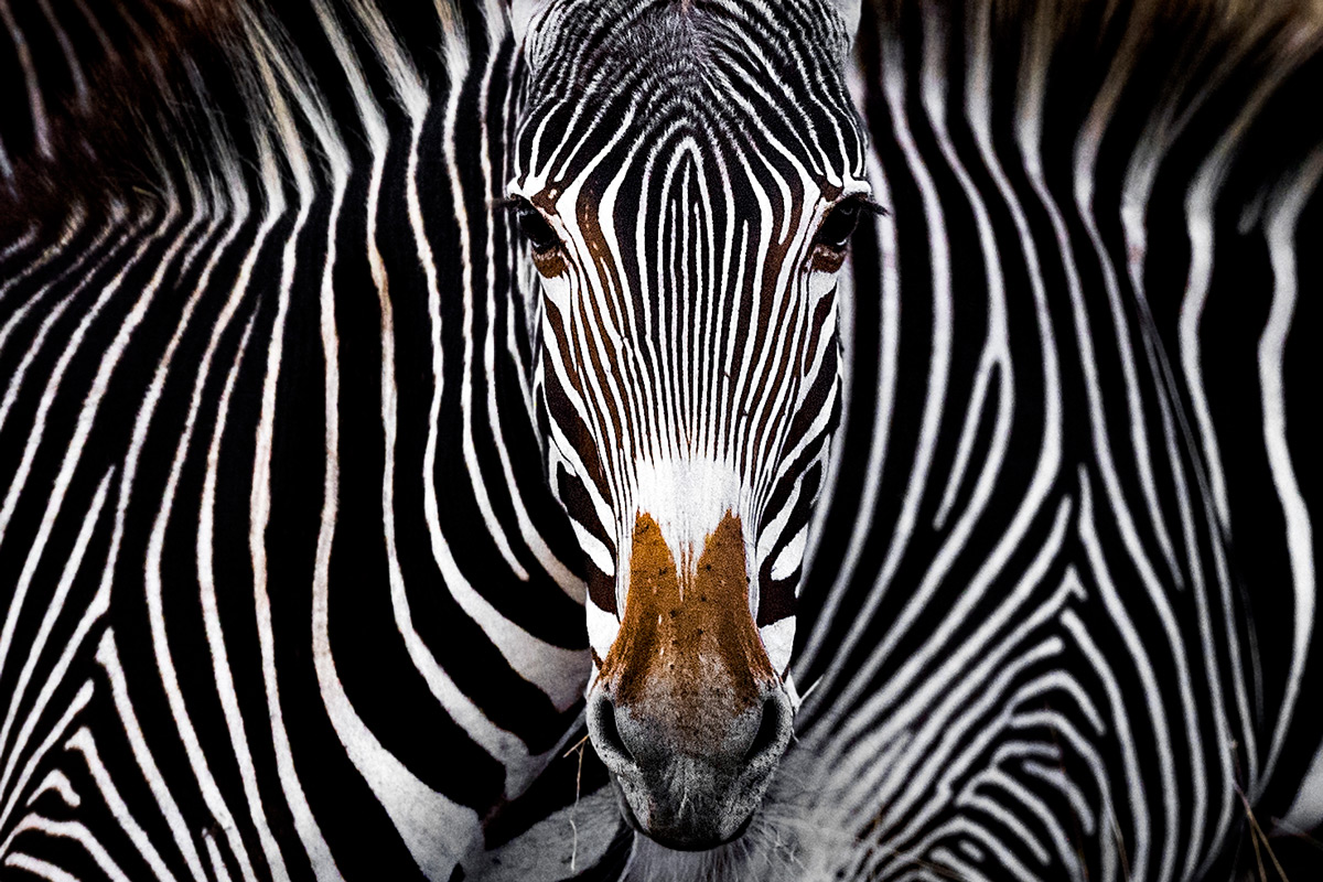 "The Grevy's zebra illusion" – Lewa Wildlife Conservancy, Kenya © Yaron Schmid