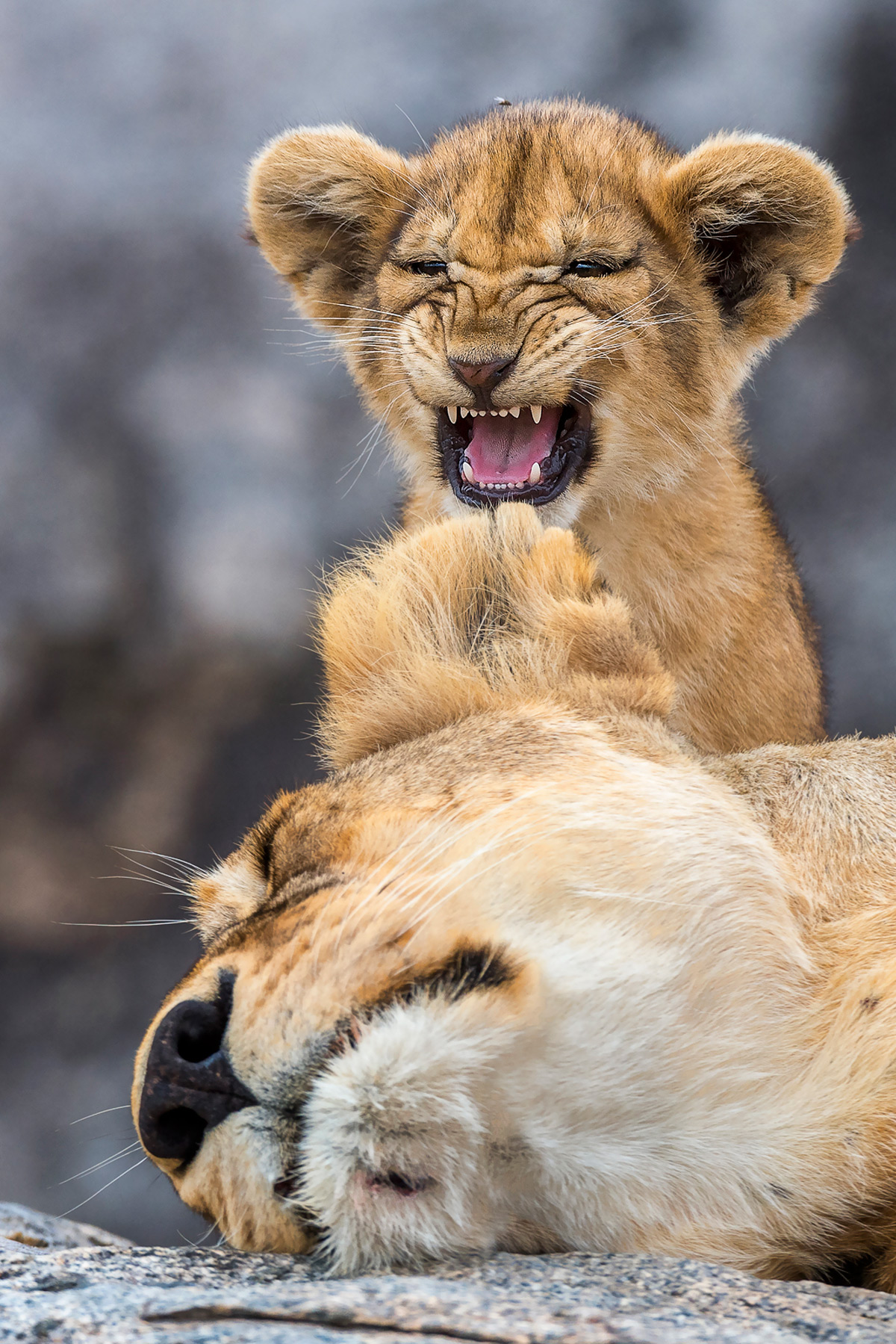 A lion cub tries to gets his mother's attention in Serengeti National Park, Tanzania © Yaron Schmid