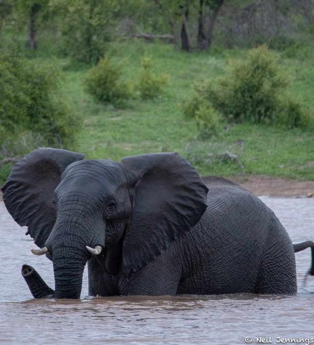 Elephant in the water in Manyeleti Game Reserve, South Africa, Tintswalo Safari Lodge