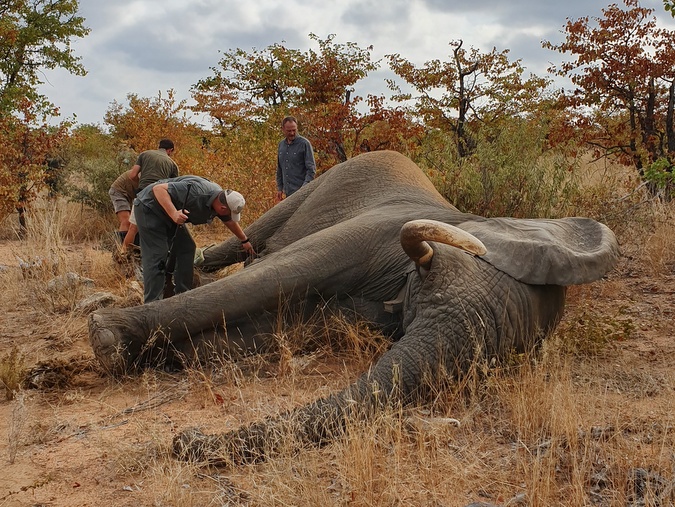 Elephant bull tranquillised for treatment for serious injury