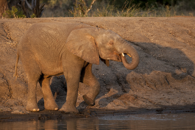 The return of the pink elephant - Africa Geographic