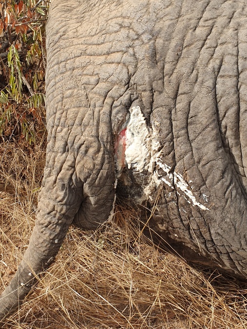 Elephant bull with serious injury