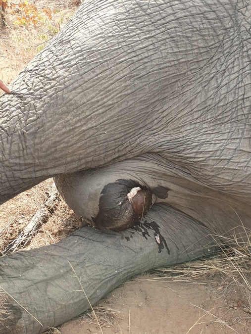 Elephant bull with serious injury