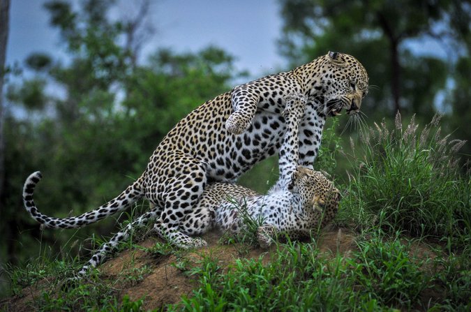 Mating leopards in Manyeleti Game Reserve, South Africa, Tintswalo Safari Lodge