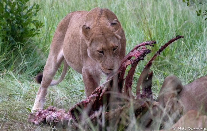 Lioness with carcass in Manyeleti Game Reserve, South Africa, Tintswalo Safari Lodge