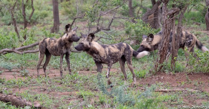 Painted wolves, African wild dogs in Manyeleti Game Reserve, South Africa, Tintswalo Safari Lodge