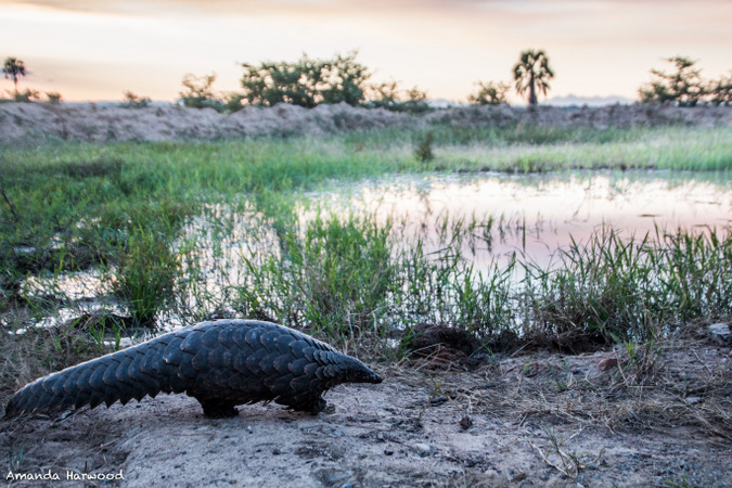 Pangolin in the wild in Malawi, Amanda Harwood