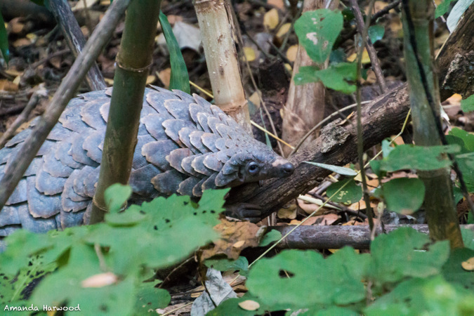 Pangolin in the wild in Malawi, Amanda Harwood