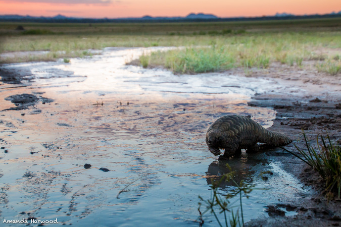 Pangolin in the wild in Malawi, Amanda Harwood