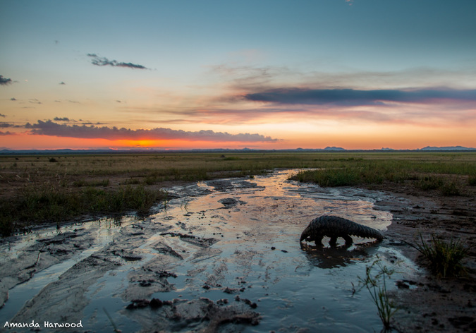 Pangolin in the wild in Malawi, Amanda Harwood