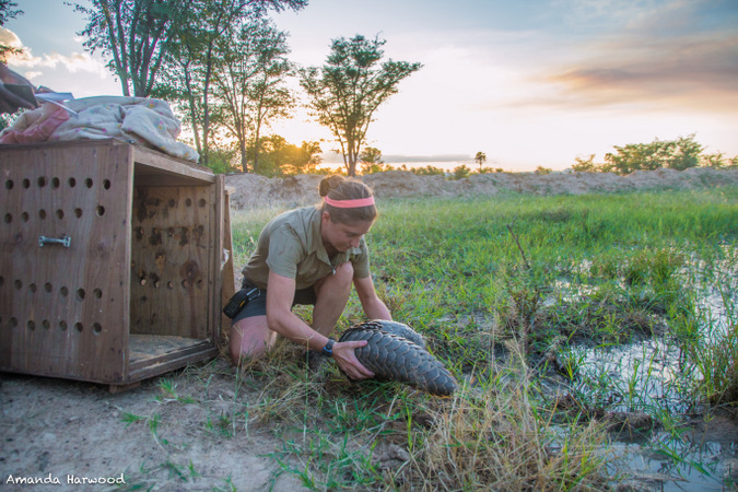 Pangolin being released in Malawi, Amanda Harwood