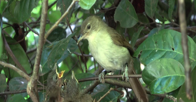 Placid greenbull and nestlings