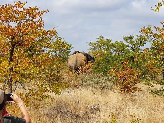 Treated elephant bull leaving the team 