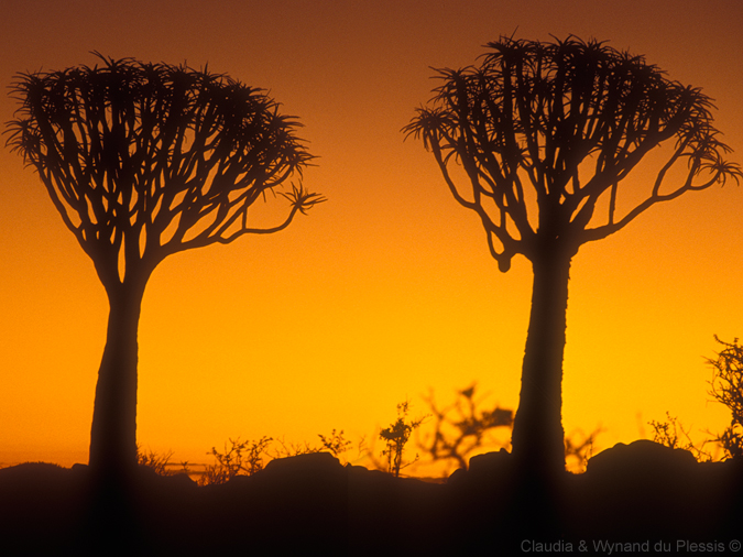 Quiver Tree Forest, Namibia