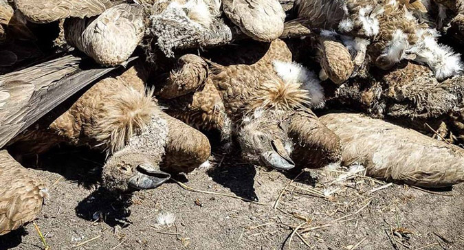 Vultures poisoned