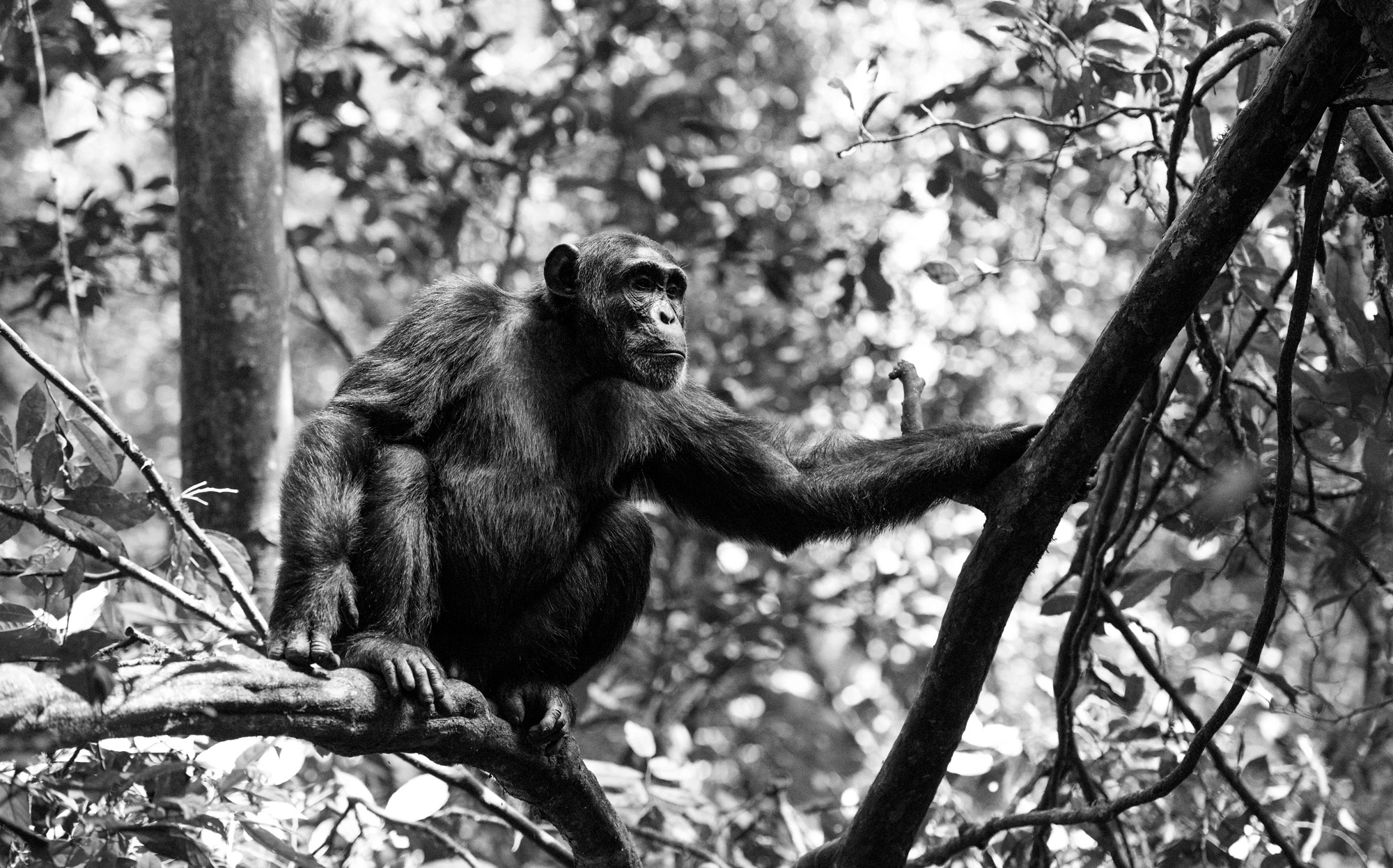 A chimpanzee in Kibale Forest National Park, Uganda © Andrea Galli
