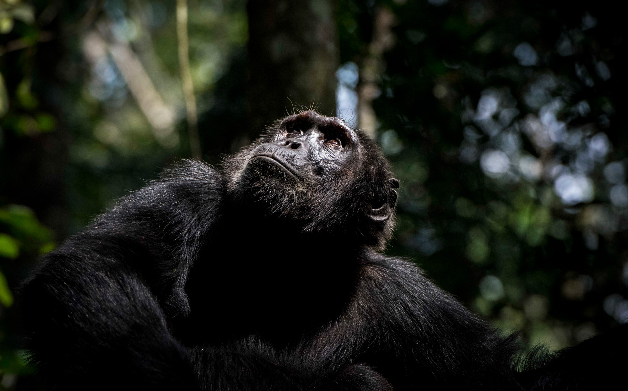 A chimpanzee gazes up into the trees in Kibale National Park, Uganda © Andrea Galli