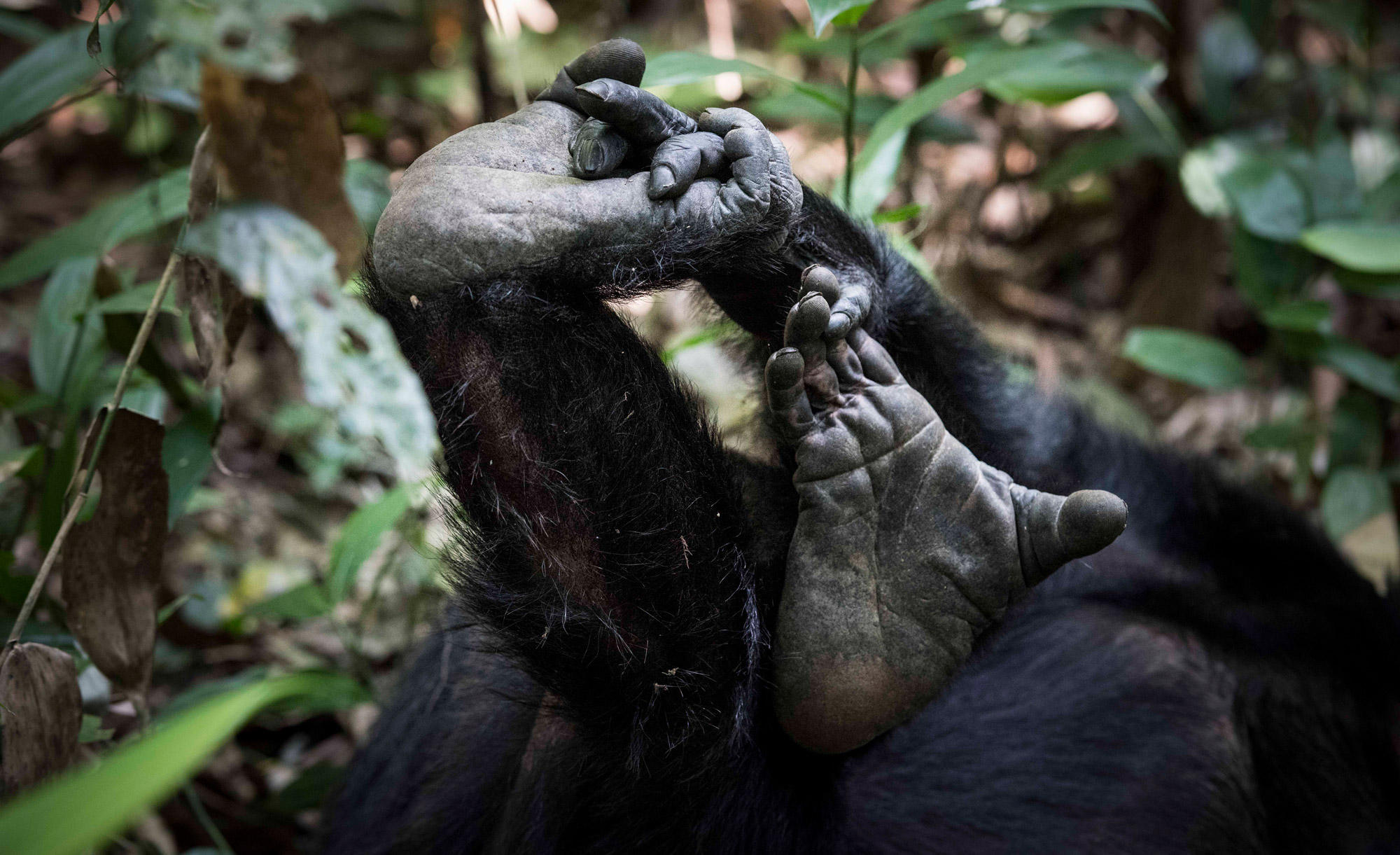 The feet of a chimpanzee in Kibale Forest National Park, Uganda © Andrea Galli