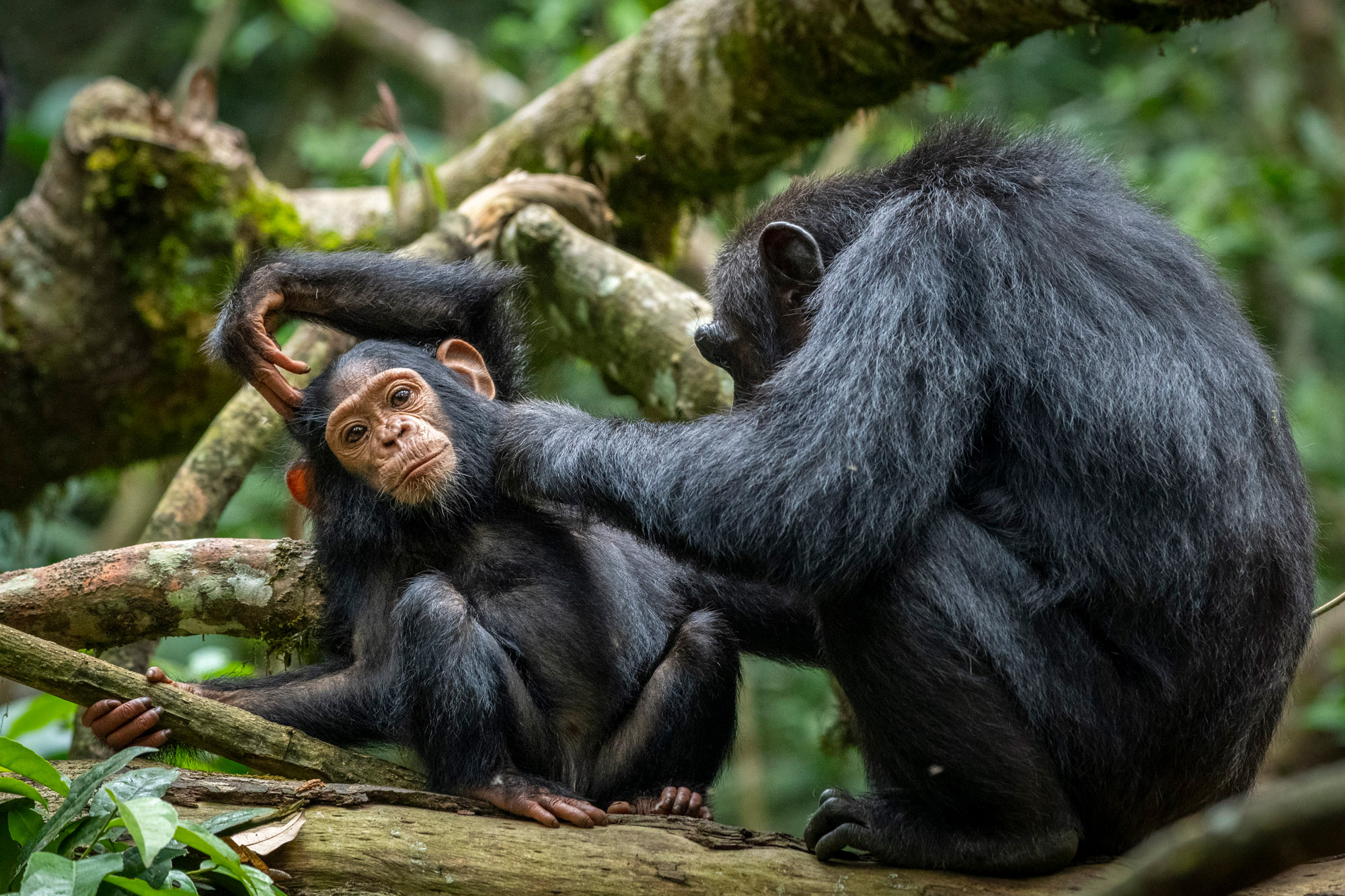 A chimpanzee grooms a youngster in Kibale National Park, Uganda © Artur Stankiewicz