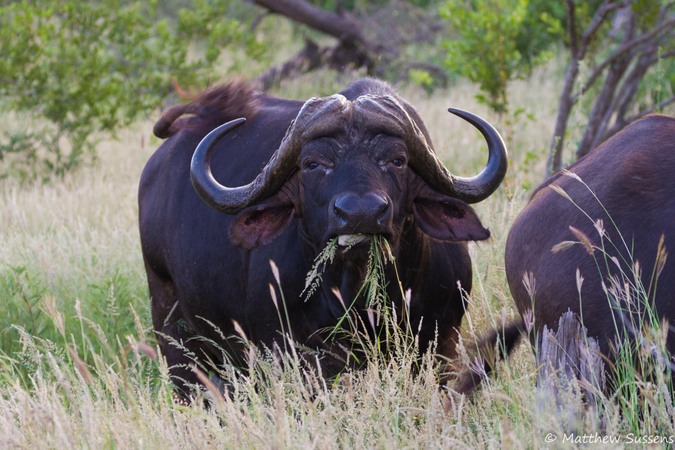 Buffalo eating in Balule, Greater Kruger National Park, South Africa