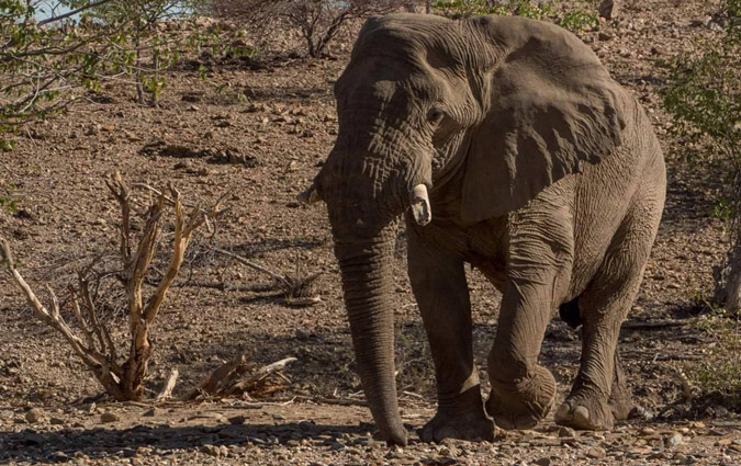 Voortrekker the desert-adapted elephant