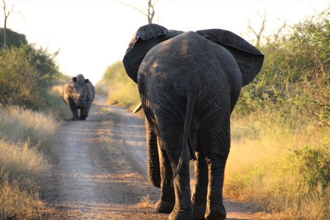 An elephant and white rhino in Hlane Royal National Park in Eswatini 