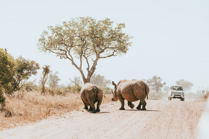 African safari