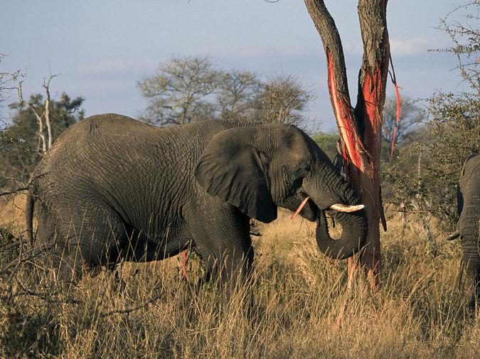 Elephant in Kruger National Park stripping and eating tree bark © Andrew Shiva/Wikipedia