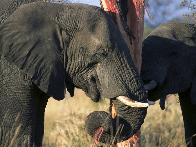 Up close of elephants in Kruger National Park stripping and eating tree bark © Andrew Shiva/Wikipedia