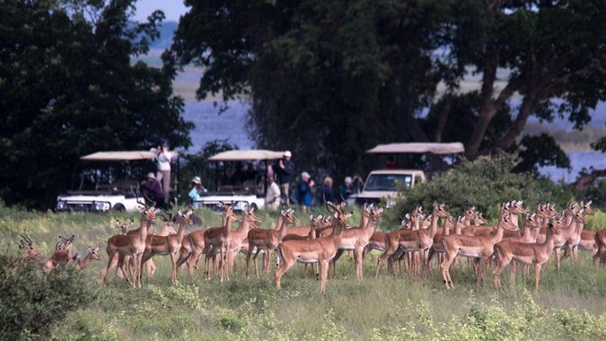 Wildlife with game viewing vehicles