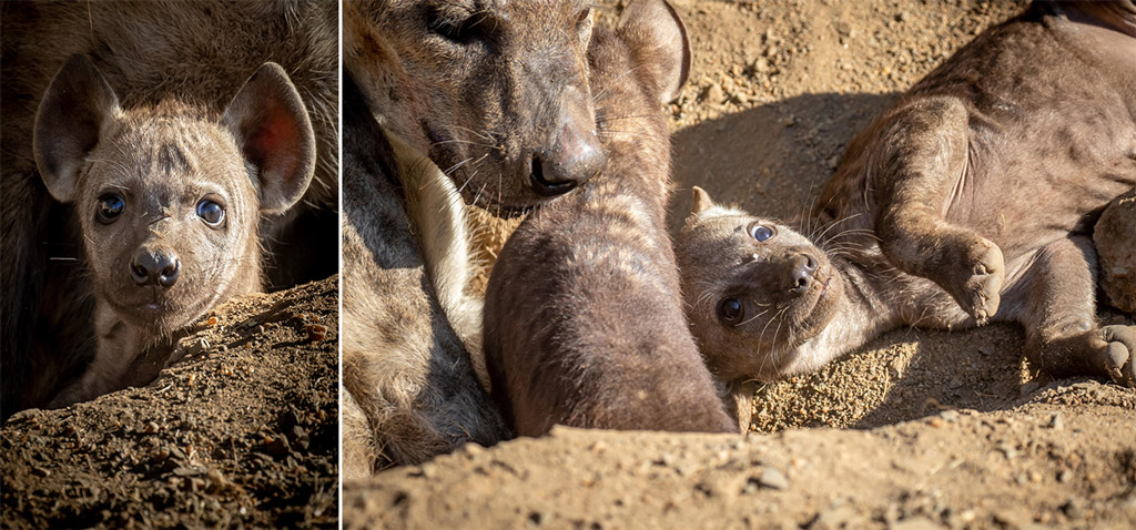 Hyena Birth Moment Of Magic Africa Geographic