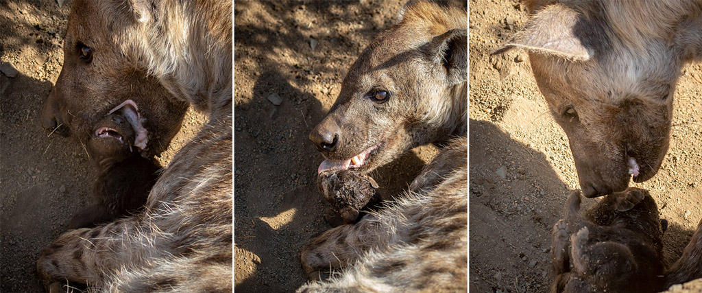 Hyena Birth Moment Of Magic Africa Geographic