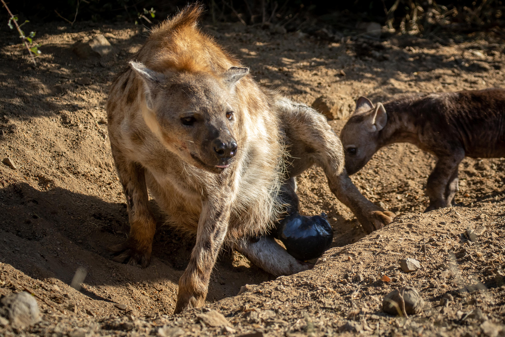 Spotted Hyena Giving Birth