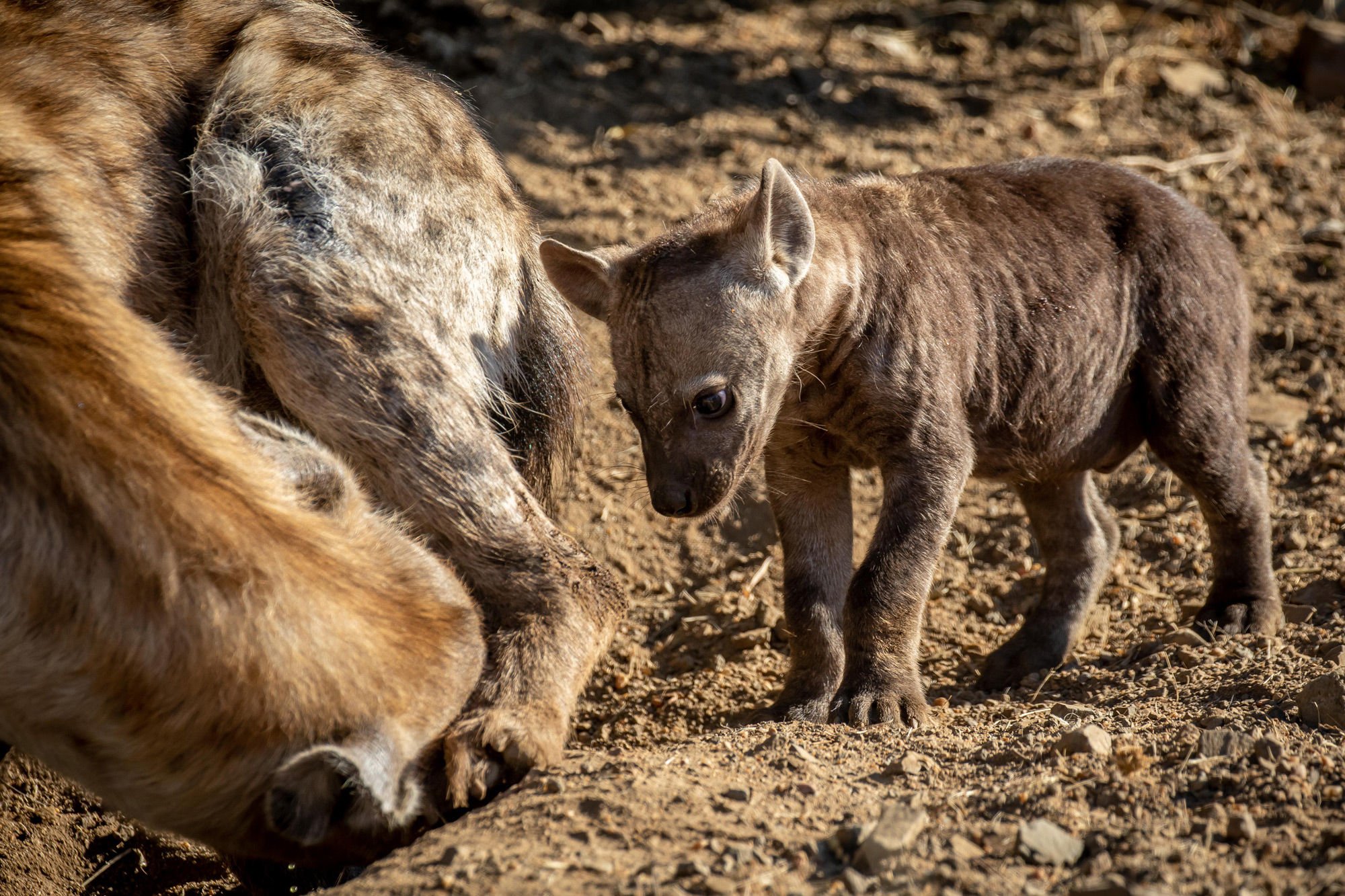 Hyena Birth Moment Of Magic Africa Geographic