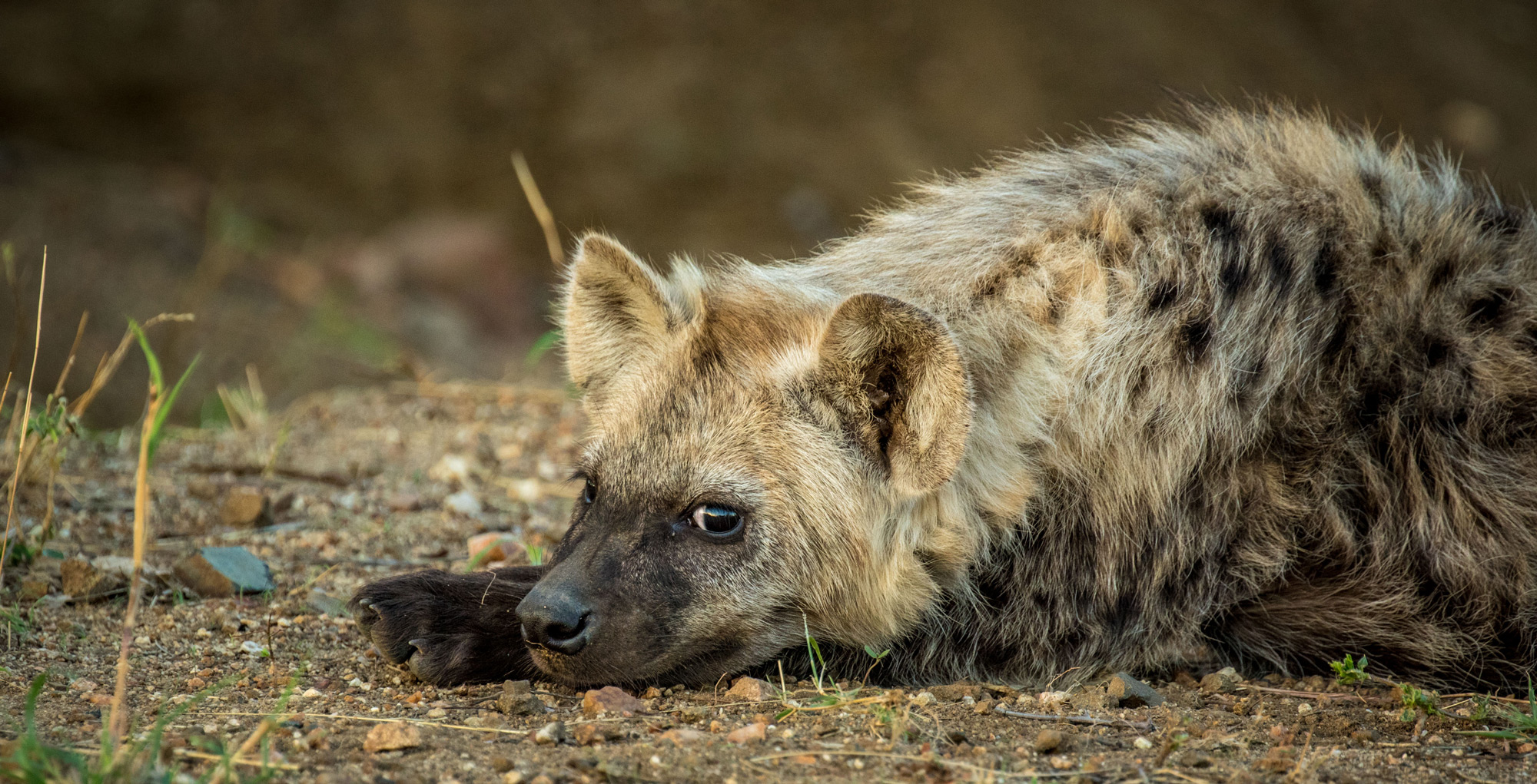 Hyena Birth Moment Of Magic Africa Geographic 