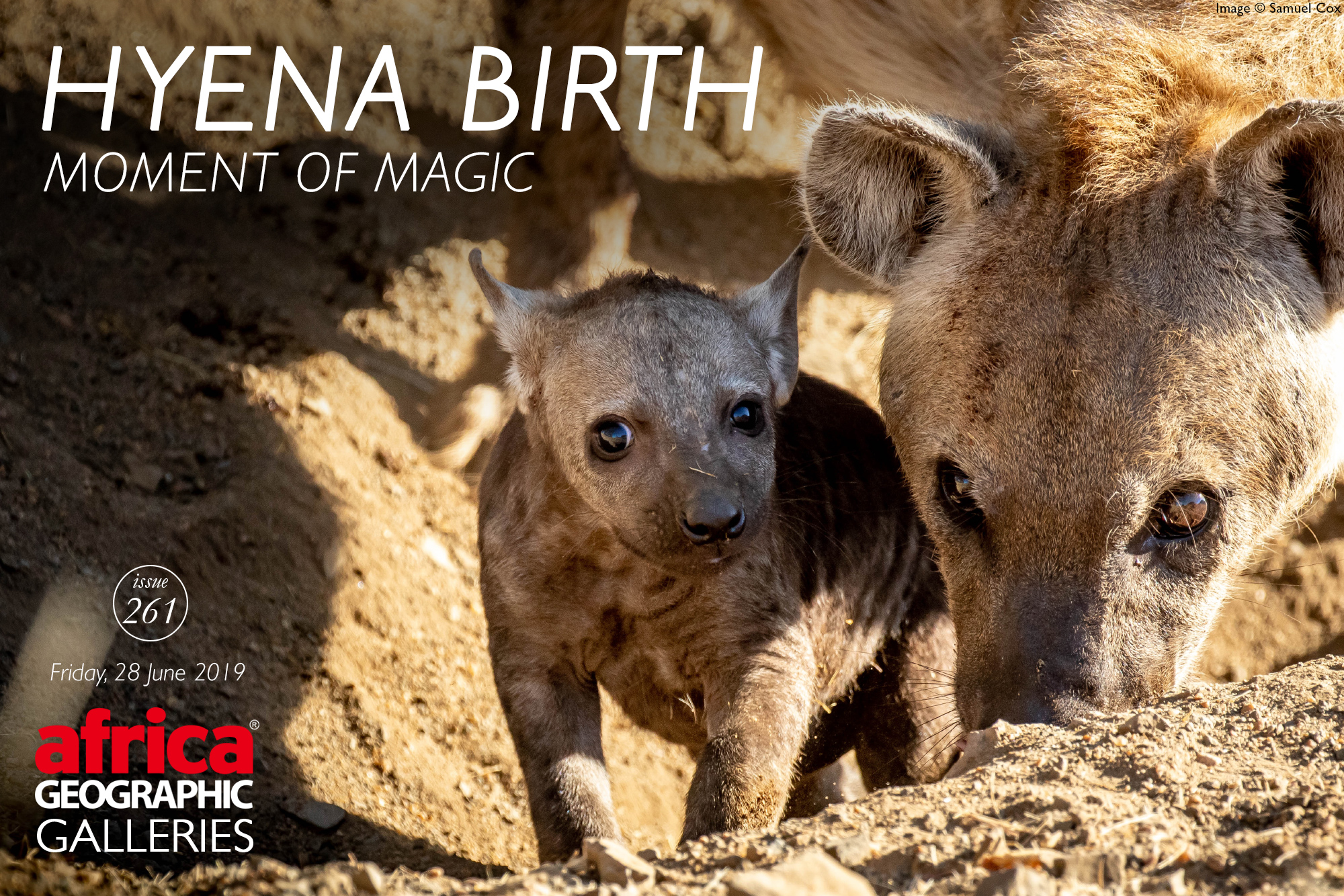 Hyena Birth – Moment of Magic - Africa Geographic