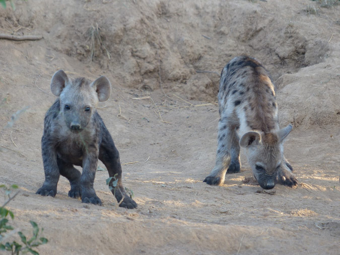 Hyena cubs