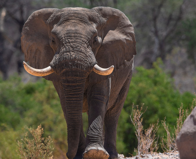 Voortrekker the desert-adapted elephant