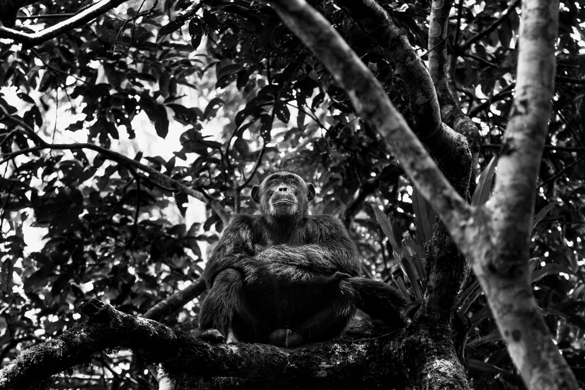 Quiet contemplation in Kibale National Park, Uganda © Patrice Quillard