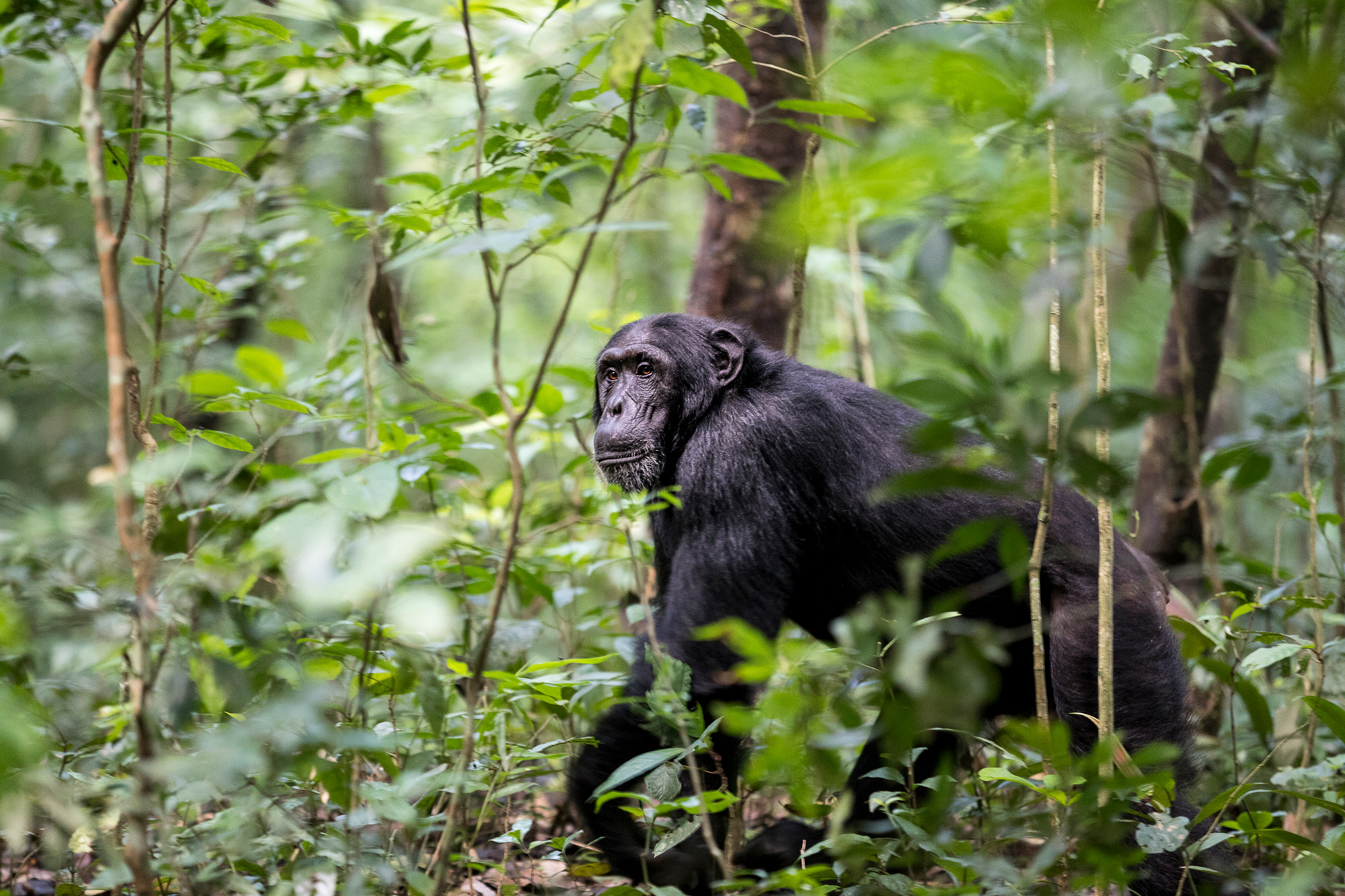 A chimpanzee walks through Kibale National Park in Uganda © Patrice Quillard