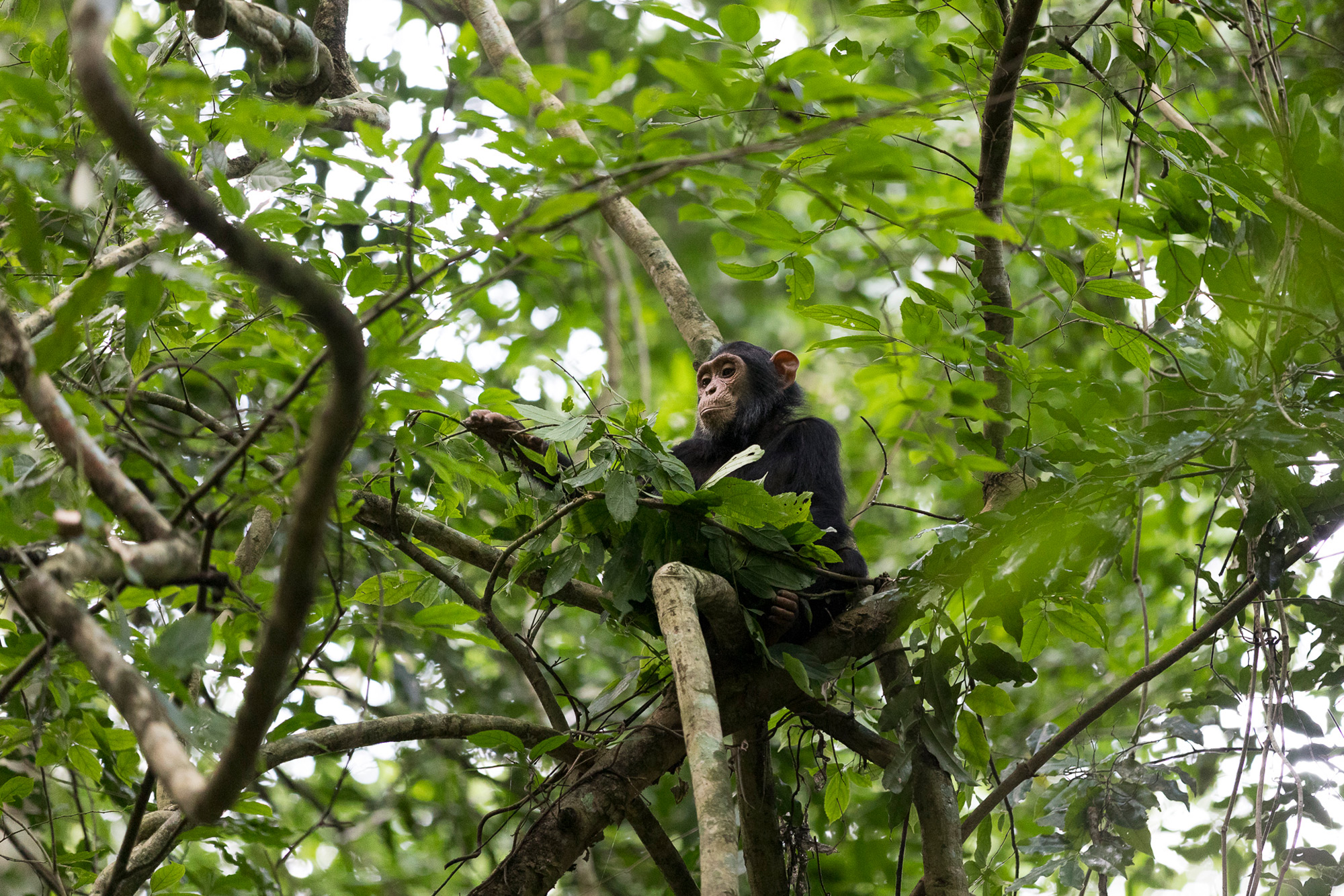 A young chimpanzee builds a nest for napping in Kibale National Park, Uganda © Patrice Quillard