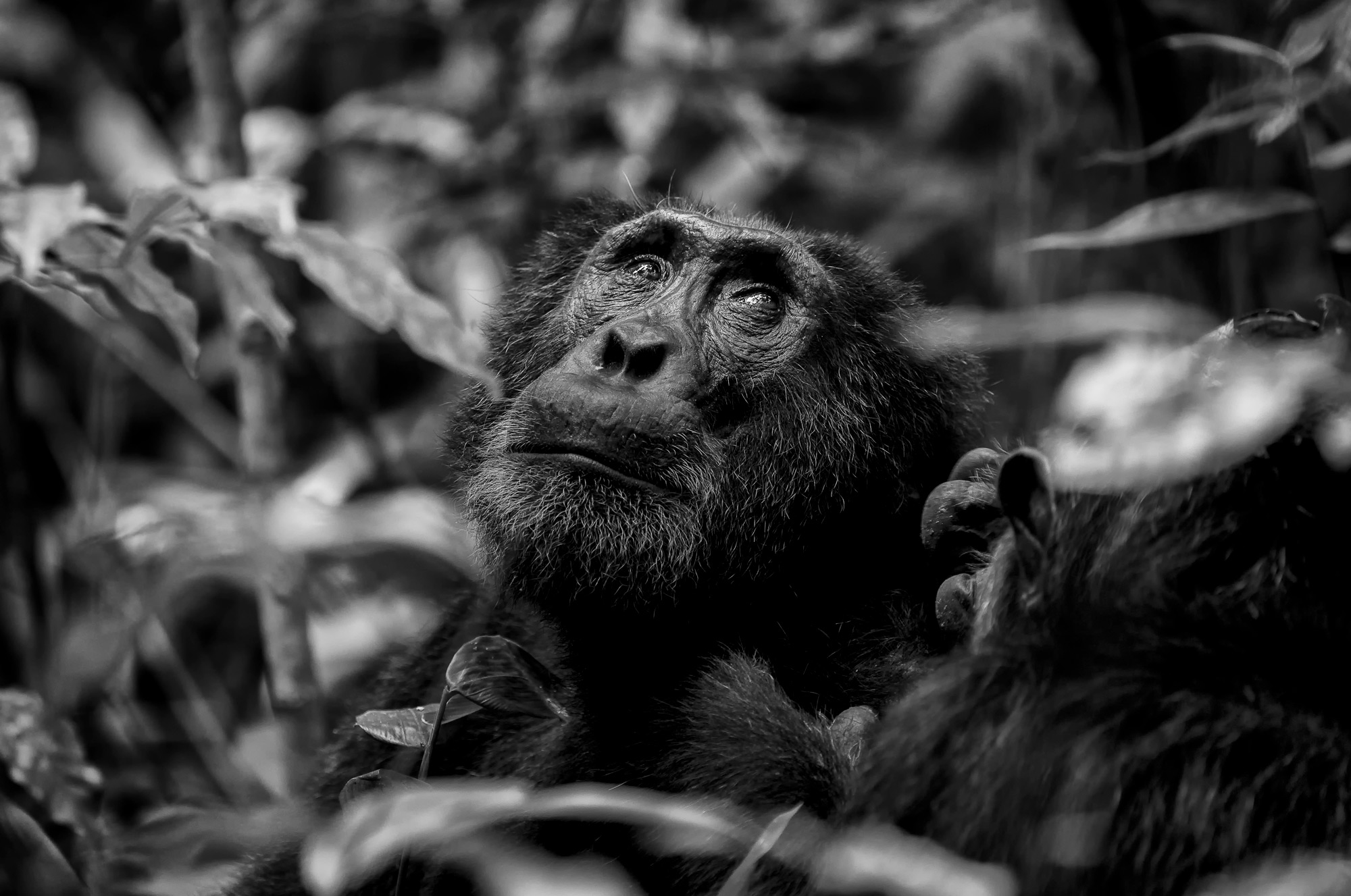 “The wise one” in Kibale National Park, Uganda © Prelena Soma Owen (Photographer of the Year 2018 Finalist)