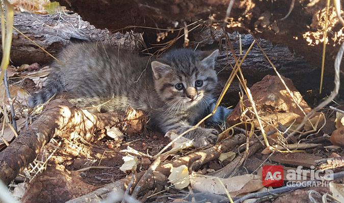 wildcat south africa